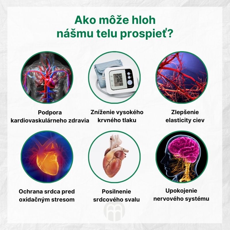 (Slovenčina) Jak může hloh našemu tělu prospět